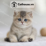  Mèo Anh Lông Ngắn Màu Blue Golden  - ALN1952 