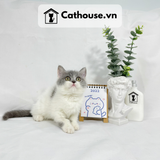  Mèo Anh Lông Ngắn Màu Bicolor - ALN023 