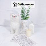 Mèo Anh Lông Ngắn Màu Silver Golden - ALN139 