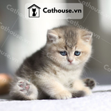  Mèo Anh Lông Ngắn Màu Blue Golden  - ALN1952 