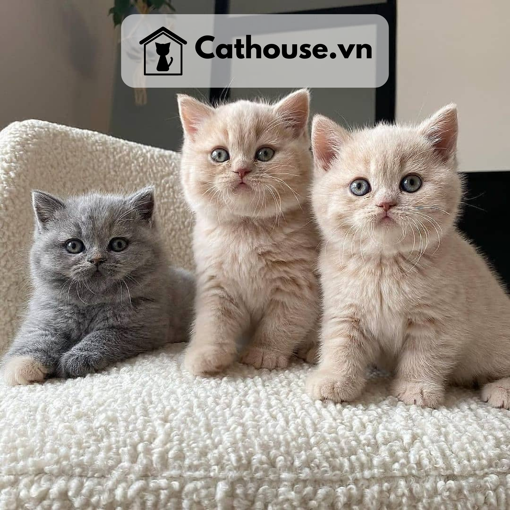  Mèo Anh Lông Ngắn Màu Lilac - ALN1217 