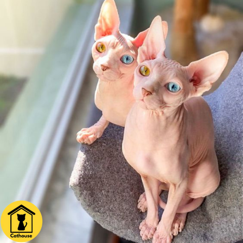 Mèo Sphynx