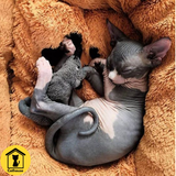  Mèo Sphynx 