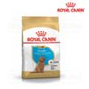  Hạt Chó con Poodle Puppy Royal Canin 