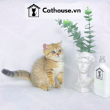  Mèo Munchkin Màu Golden Tabby - ALN1770 