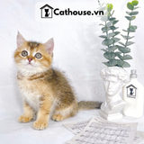  Mèo Anh Lông Ngắn Màu Golden Tabby - ALN1444 
