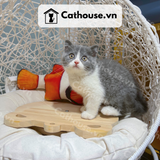  Mèo Anh Lông Ngắn Màu Bicolor - ALN0298 