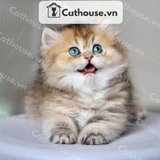  Mèo Anh Lông Dài Màu Golden Tabby - ALD14123 