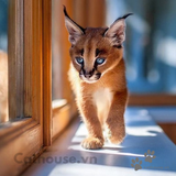  Mèo Caracal - Linh Miêu Tai Đen 