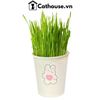  Cỏ Mèo Tươi Cathouse 