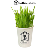  Cỏ Mèo Tươi Cathouse 