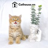  Mèo Anh Lông Ngắn Màu Golden Tabby - ALN1451 