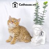  Mèo Anh Lông Ngắn Màu Golden Tabby - ALN1451 