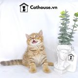  Mèo Anh Lông Ngắn Màu Golden Tabby - ALN1451 