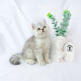  Mèo Anh Lông Ngắn Màu Silver Tabby - ALN0482 