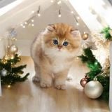  Mèo Anh Lông Ngắn Màu Golden NY12 