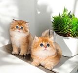  Mèo Anh Lông Ngắn Màu Golden NY12 