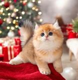  Mèo Anh Lông Ngắn Màu Golden NY12 
