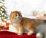  Mèo Anh Lông Ngắn Màu Golden NY12 