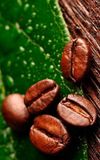  Dầu treo 7ml Cà Phê Robusta- Robusta Coffee Absolute 