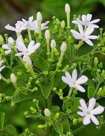  Dầu 10ml Hoa Lài- Royal Jasmine Natural Blend 