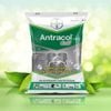 ANTRACOL 70WP