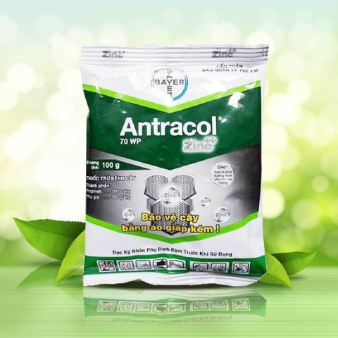  ANTRACOL 70WP 