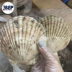 Sò Điệp Nhật nguyên con - thùng 20kg (size 7-9con/kg)