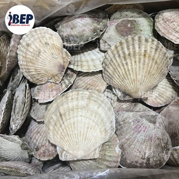 Sò Điệp Nhật nguyên con - thùng 20kg (size 7-9con/kg)