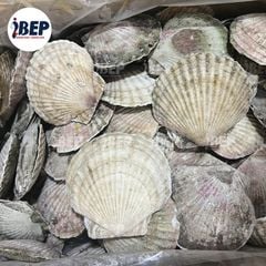 Sò Điệp Nhật nguyên con - thùng 20kg (size 7-9con/kg)