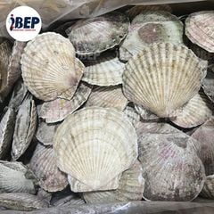 Sò Điệp Nhật nguyên con - thùng 20kg (size 5-6con/kg)