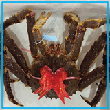  King Crab Đỏ Sống 