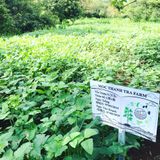 MỘC THANH TRÀ- TRÀ ĐẬU ĐEN XANH LÒNG RANG MỘC & CỎ NGỌT & HÀ THỦ Ô