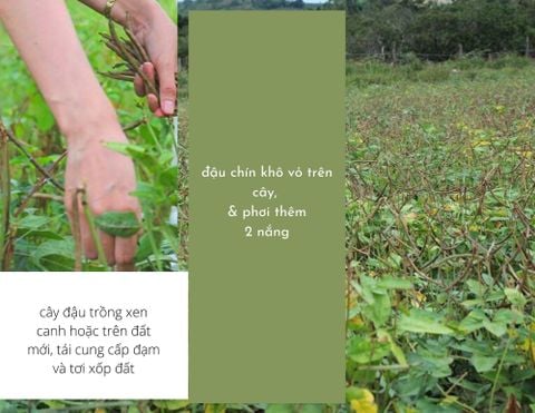 MỘC THANH TRÀ- ĐẬU ĐEN XANH LÒNG RANG MỘC VÀ CỎ NGỌT
