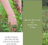 MỘC THANH TRÀ - ĐẬU ĐEN XANH LÒNG RANG MỘC VÀ HÀ THỦ Ô