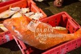 CÁ HỒNG BIỂN