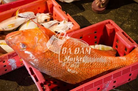 CÁ HỒNG BIỂN