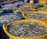 Nước Mắm Cốt Hảo Hạng 100% Độ Đạm tự nhiên (ủ 12 tháng), Hiệu Nước Mắm Truyền Thống Mười Quý - Quảng Ngãi (chai thuỷ tinh)