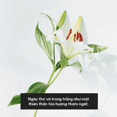 Tinh Dầu Hoa Ly (Lily Essential Oil) Heny Garden