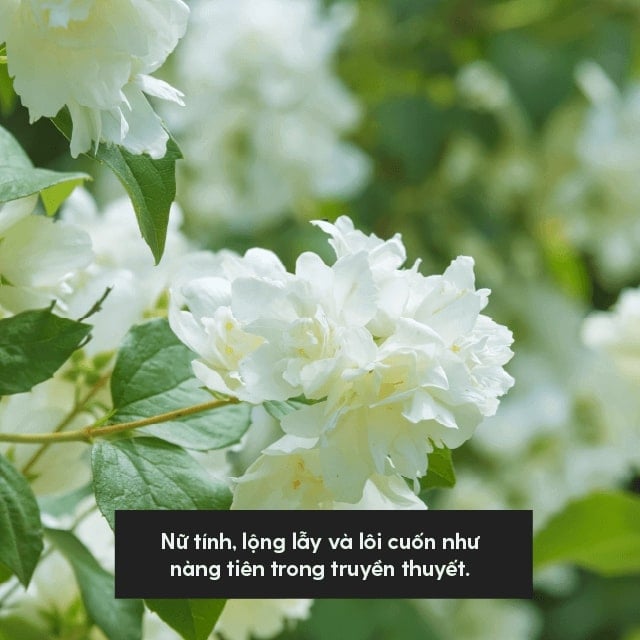 Tinh Dầu Hoa Nhài (Elegant Jasmine Essential Oil) Heny Garden