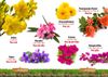  Từ Điển Bằng Hình - Song Ngữ Anh-Việt - Hoa, Quả, Rau, Củ 