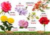  Từ Điển Bằng Hình - Song Ngữ Anh-Việt - Hoa, Quả, Rau, Củ 