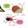  Thư viện từ vựng đầu đời cho bé - Các loài sâu bọ - Bugs! 