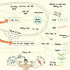  Sơ Đồ Tư Duy Sinh Học - Min Map Biology 