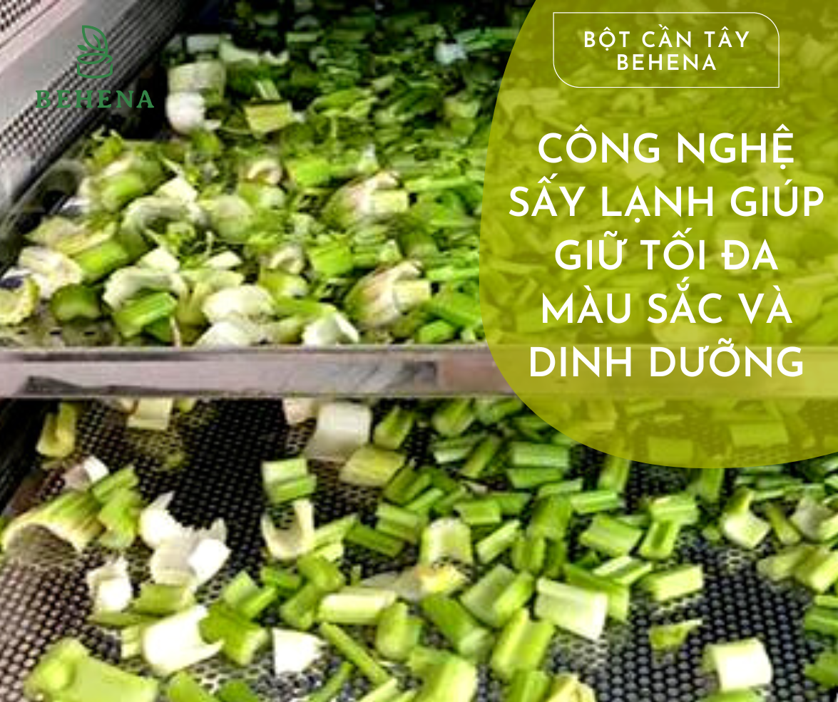 Cách uống bột cần tây sấy lạnh giảm cân Cách uống bột cần tây sấy lạnh giảm cân
