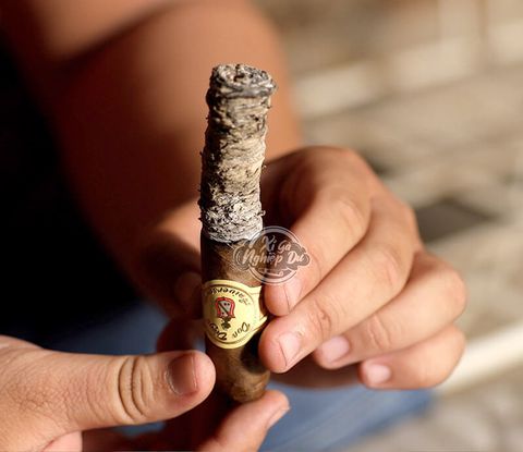 Cigar Don Diego Aniversario Robusto - Xì Gà Dominica Chính Hãng