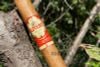 Cigar Oliveros Gran Retorno Swing Connecticut - Xì Gà Chính Hãng