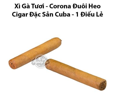 Cigar Tươi Size Corona Đuôi Heo - Xì Gà Đặc Sản Cuba