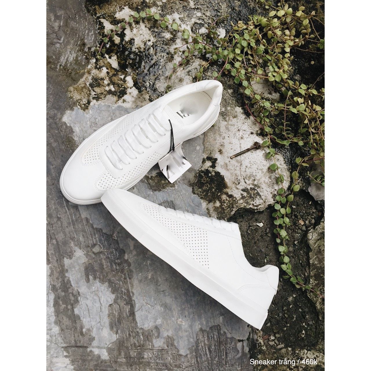  Giày Sneaker Trắng Trơn 