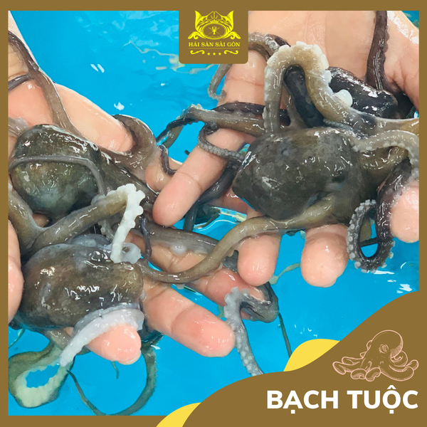  Bạch Tuộc 
